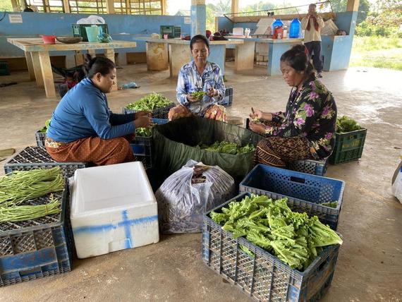 «ទស្សនកិច្ចសិក្សាពីផលិតកម្មបន្លែរបស់សហគមន៍អភិវឌ្ឍន៍កសិកម្មបន្លែចម្រុះ
ជាយក្រុងកំពង់ស្ពឺ»

ដោយ៖ លោក យិន ពោ មន្ត្រីស្រាវជ្រាវនៃវិទ្យាស្ថានមនុស្សសាស្ត្រនិងវិទ្យាសាស្ត្រសង្គម