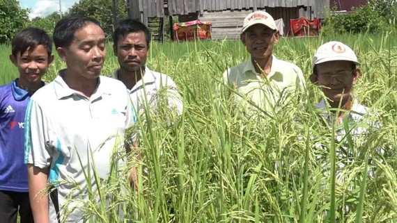 «កសិករនៅខេត្តស្ទឹងត្រែងបង្កាត់ពូជស្រូវថ្មីបានហៅថាពូជស្រូវត្រីរៀល...»