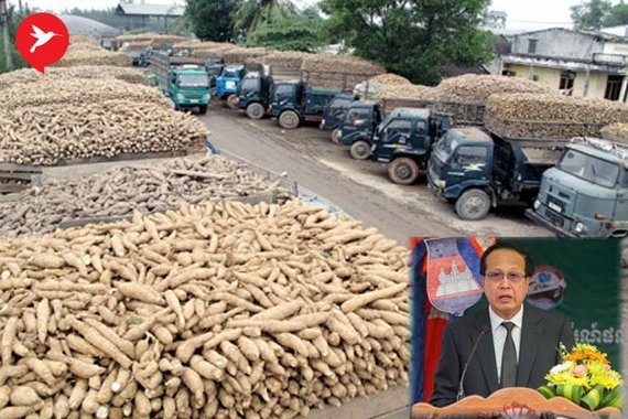 «កម្ពុជា នឹងក្លាយជាទីតាំងឧស្សាហកម្មកែច្នៃ និងផ្គត់ផ្គង់ដំឡូងមីសម្រាប់ទីផ្សារពិភពលោក»