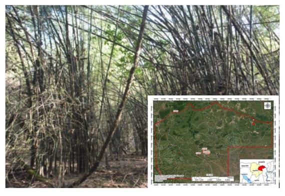 «មរតក និងតម្លៃឫស្សី នៅឧទ្យានរាជបណ្ឌិត្យសភាកម្ពុជា តេជោសែន ឫស្សីត្រឹប...»